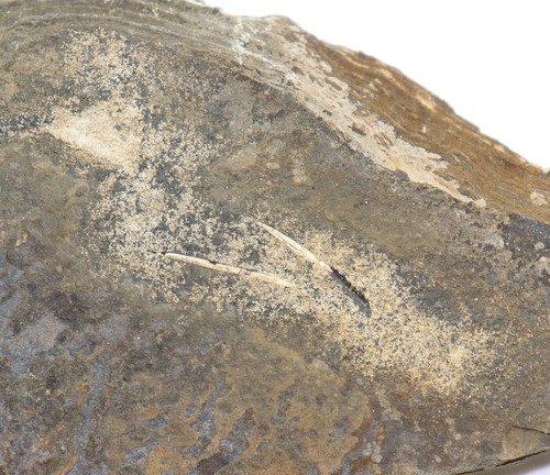 Squalo acanthodes gracilis - squalo,,