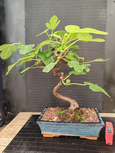 Bonsai fico 45 cm - di, visita