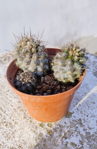 Piante copiapoa cinerea - copiapoa.,