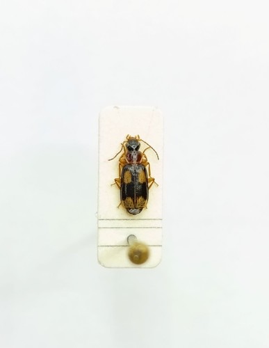 Entomology taxidermy - entomology,