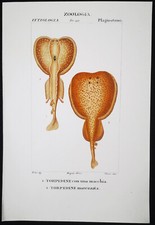 1831,PRETRE ORIGINALE ENGR. FINE ANTICO ACQUERELLO SILURO ELETTRICO RAY XLB