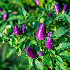 20 SEMI DI LITTE BLUE PEPPER