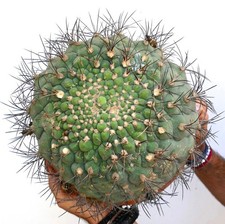 Gymnocalycium saglionis SEEDS