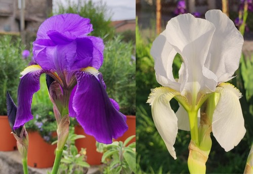 Rizoma iris germanica - rizoma,