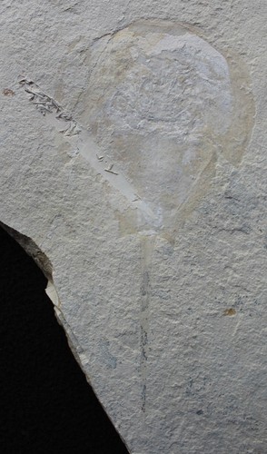 Granchio ferro cavallo - granchio, di