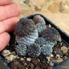 Sulcorebutia rauschii vaso - sulcorebutia,