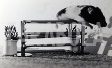 Foto vintage Animali, Criceto atleta, Inghilterra, Stampa 20 x 13 cm