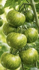 Pomodoro Zebra Verde 15 Semi