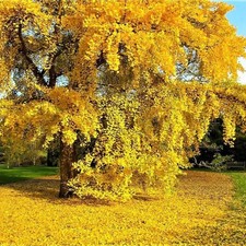 Ginkgo biloba - albero della