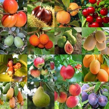 Piante da frutta innestata di