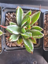 Agave potaturum cubic