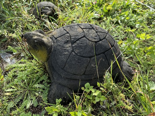 Pietra vulcanica tartaruga