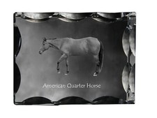Quarter Horse Americano