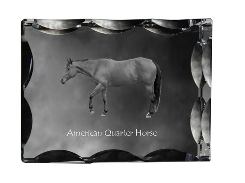 Quarter horse americano - horse,