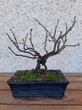 BONSAI COTOGNO CINESE shohin