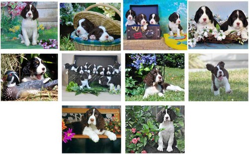 Biglietti appunti cuccioli - biglietti,