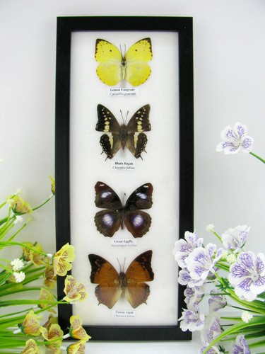Farfalle vere imbottite - farfalle,
