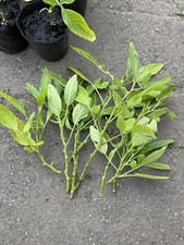 10x fresh pepino - , melon