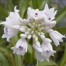 Neobenthamia gracilis African