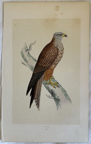 Kite nibbio reale - kite,
