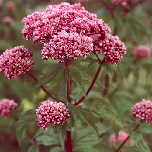 Semi eupatorium cannabinum - di,