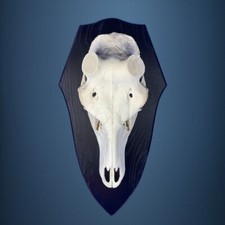 451SKU Teschio di cervo