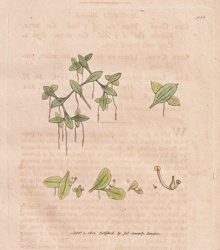 Lemna trisulca lente acqua - lente, d'acqua