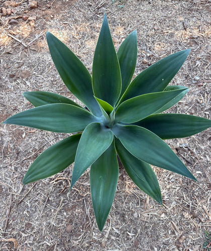 Agave attenuata pianta - -,