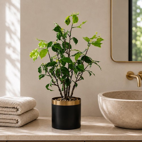 Bonsai ficus banyan - bonsai,