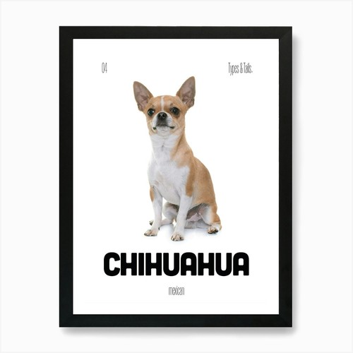 Chihuahua cane messicano - chihuahua,