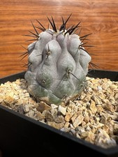 Copiapoa Cinerea Seed Grown