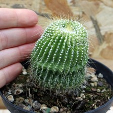 Notocactus leninghausii
