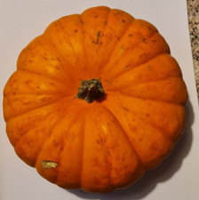 10 semi Zucca Ornamentale 8