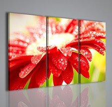 QUADRI MODERNI SUPERB FLOWER