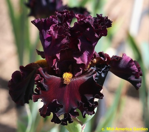 Iris burning question - ''burning, question'