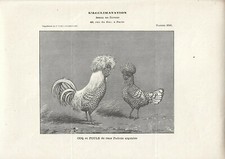 Stampa antica GALLO e GALLINA razza PADOVANA 1909 Antique print