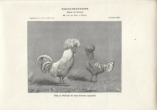 Stampa antica gallo - gallo, e