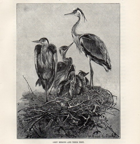 1894 stampa antica airone - antica,