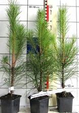 Pinus nigra ssp. nigra - 