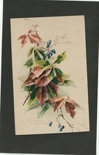  catherine klein  -  mirtilli o bacche