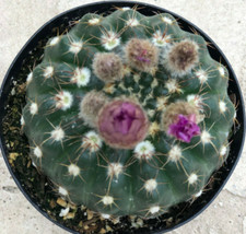 Notocactus Uebelmannia, viene fornito in un vaso da 2,5"