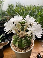 Rara pianta succulenta Discocactus ferricola coltivazione semi giardino decorazione boutique