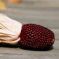 10 SEMI DI MAIS FREZA +OMAGGIO