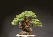 Bonsai di Larice Resistente