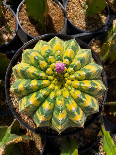 80001295 cactus - 80001295,