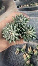 Multi teste rare cactus Ariocarpus kotschoubeyanus vendita autoradicata 10 cm bacino V8