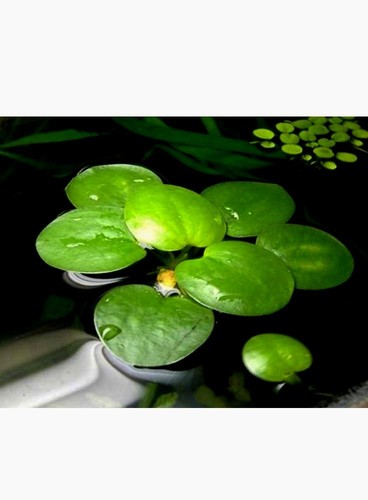Limnobium laevigatum pianta - laevigatum,,