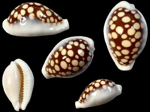 Cypraea cribrarula - cypraea,,