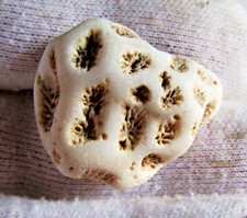 MAGNIFICO FOSSILE DI CORALLO