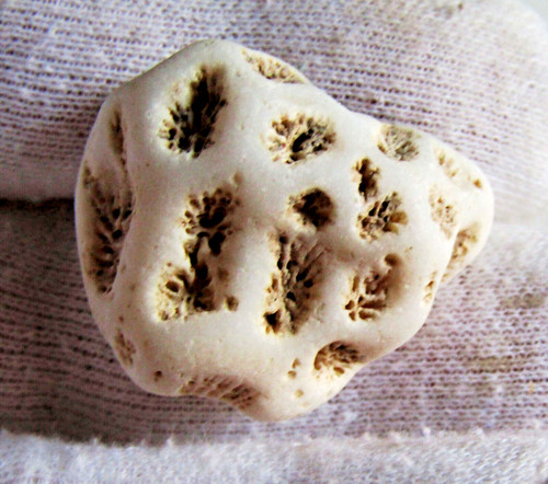 Magnifico fossile corallo - magnifico,